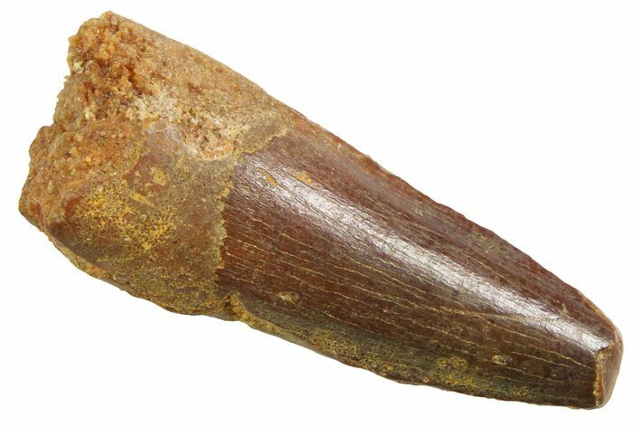 Juvenile Fossil Spinosaurus Tooth - Real Dinosaur Tooth #354822
